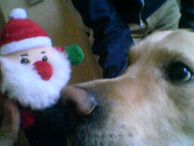 Advent Advent, der Hund gleich brennt …